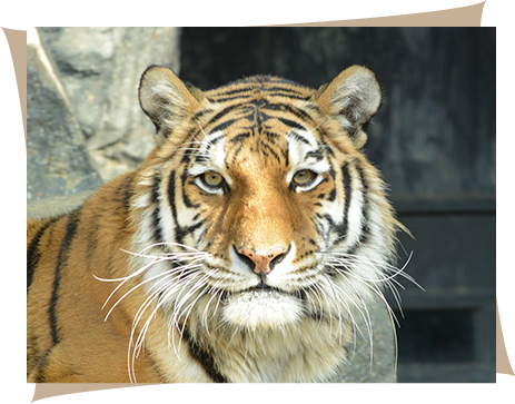 八木山動物公園